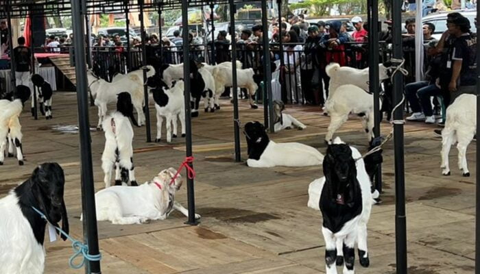 Festival Kambing Kaligesing 2024 Wonosobo: Harga Juara Setara Alphard