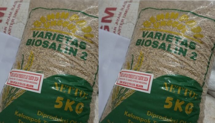 Pemkot Pekalongan Optimalkan Lahan Tidur dengan Bantuan Benih Padi Biosalin