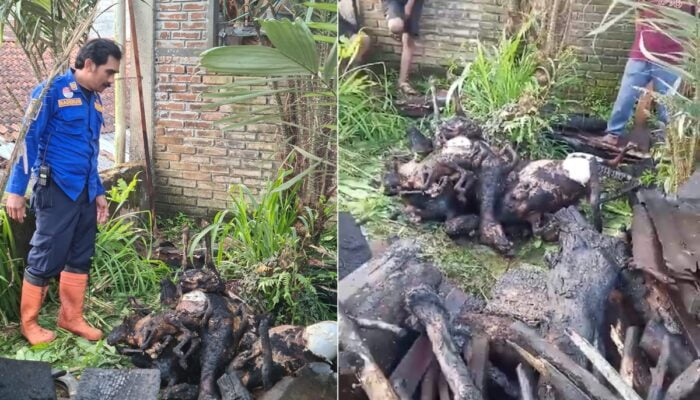 Kandang Terbakar di Wonosobo, 8 Ekor Kambing Mati Terpanggang
