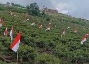 Semarak HUT RI ke-79 di Karanganyar: Ribuan Bendera Berkibar di Kebun Teh