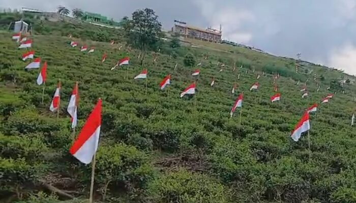 Semarak HUT RI ke-79 di Karanganyar: Ribuan Bendera Berkibar di Kebun Teh