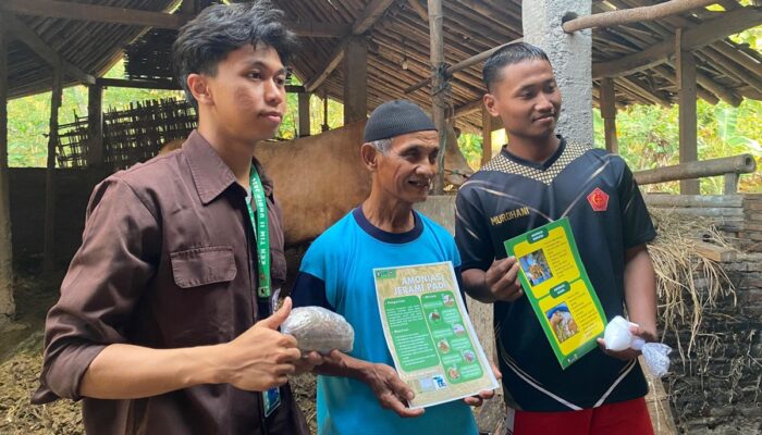 Jerami Padi Tak Lagi Sia-sia, Peternak Desa Jagoan Kini Punya Pakan Alternatif saat Kemarau
