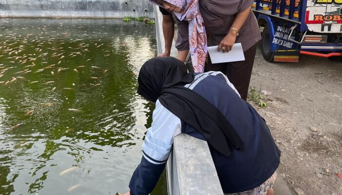 KKN UNDIP Dongkrak Produktivitas Pembudidaya Ikan: Gurami Sehat, Panen Melimpah