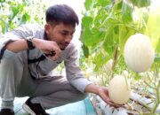 Melon Sweet Net Siap Dipetik di Green House Bodean: Jadi Kado Manis Kemarau Tahun Ini