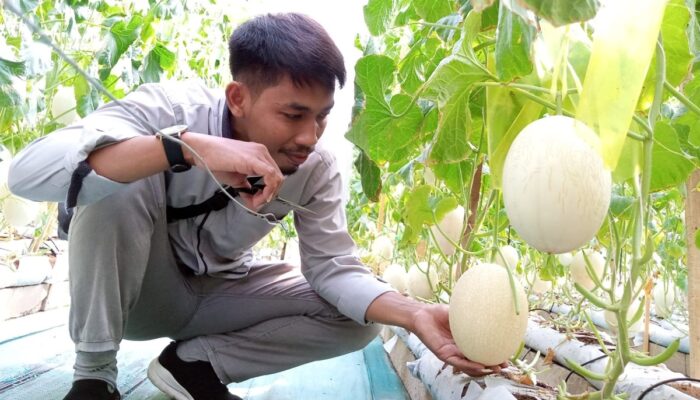 Melon Sweet Net Siap Dipetik di Green House Bodean: Jadi Kado Manis Kemarau Tahun Ini