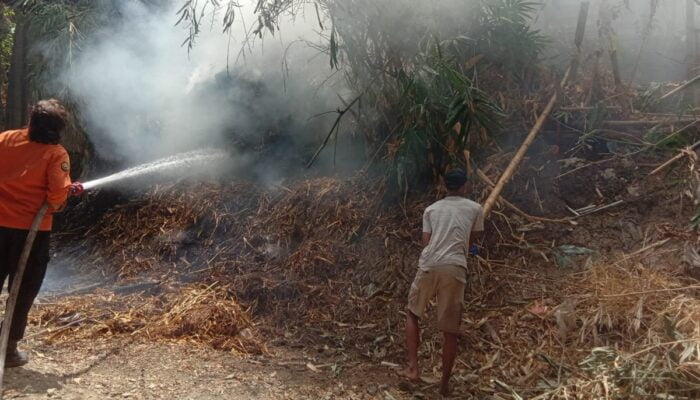 Kebakaran Hebat Akibat Kemarau di Blora: Semak Bambu Terbakar Dekat Pemukiman Warga