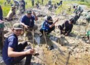 Lawan Abrasi, 650 Batang Mangrove Ditanam di Pesisir Teluk Awur Jepara