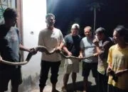 Teror Ular Piton Sepanjang 2,5 Meter Berakhir Setelah Ditangkap Warga Jepara