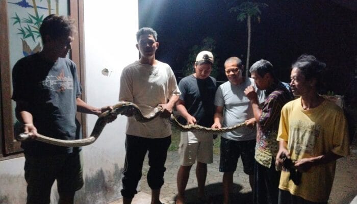 Teror Ular Piton Sepanjang 2,5 Meter Berakhir Setelah Ditangkap Warga Jepara