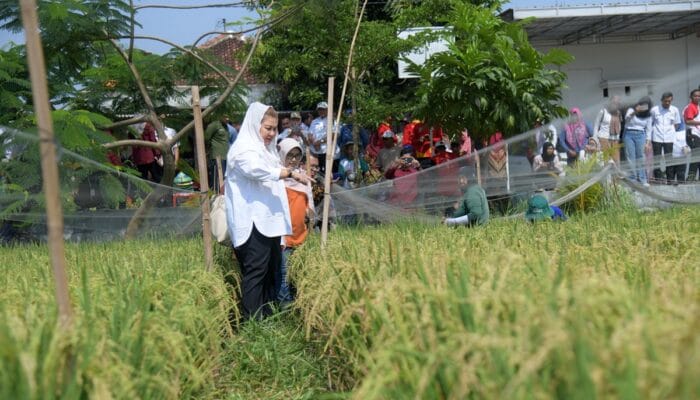 Panen Padi Biosalin Semarang: Solusi Ketahanan Pangan Tangguh di Lahan Pesisir