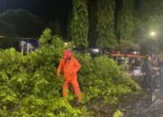 Angin Kencang dan Hujan Deras Sebabkan Pohon Tumbang di Blora