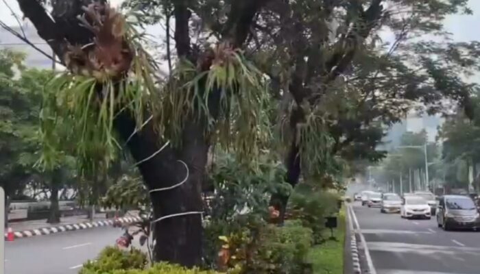 Inovasi Hijau di Semarang: Tanaman Tanduk Rusa Percantik Jalan Pahlawan
