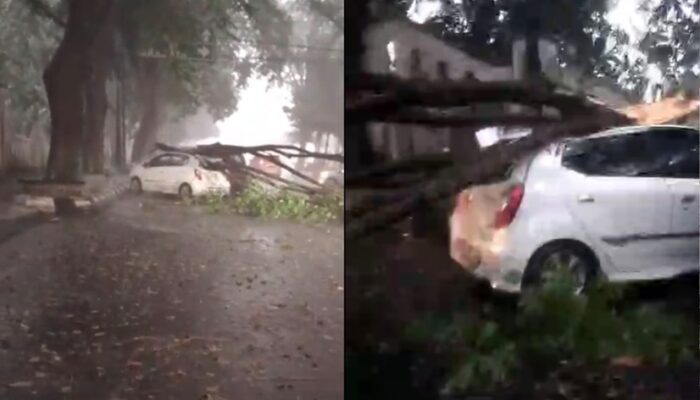 Detik-detik Mobil Ringsek Tertimpa Pohon Tumbang Saat Parkir di Pati